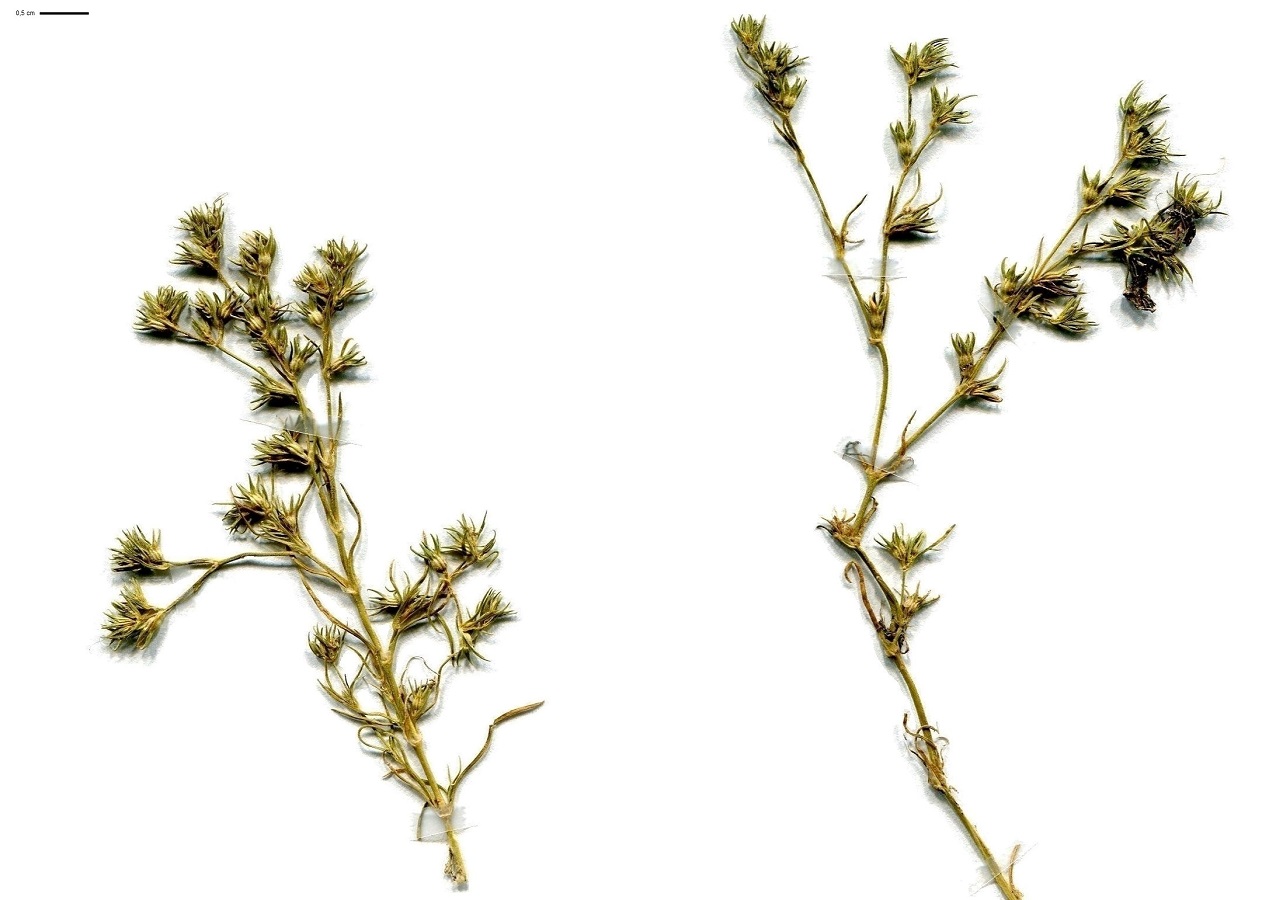 Scleranthus uncinatus (Caryophyllaceae)